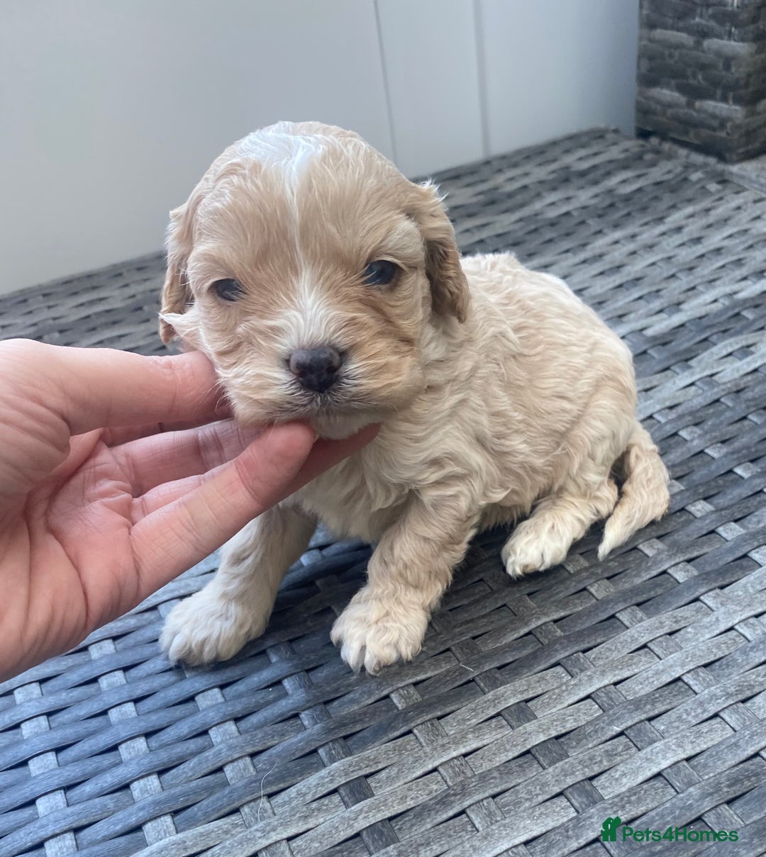 Cavapoo dogs for sale: Extensively Health tested F1 Toy Cavapoo puppies - Advert 11