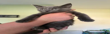 Mixed Breed 2