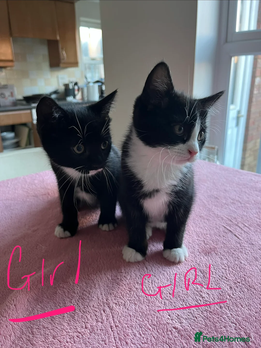 Mixed Breed cats for sale: 4 x Beautiful Playful Kittens Ready NOW - Advert 23