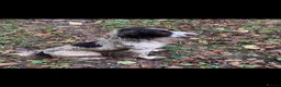 Sproodle dogs for sale: Sproodle puppies - Advert 4