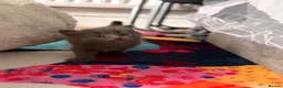 Mixed Breed cats for sale: Adorable 5-Week Old Kittens Ready for Loving Home - Advert 11