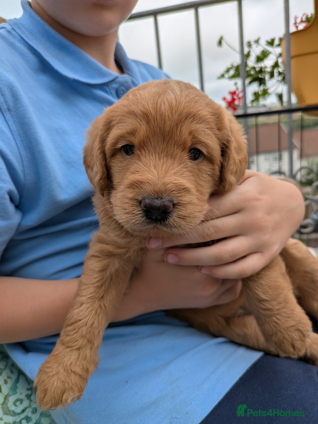 Labradoodle dogs for sale: Fox Red Labradoodles. 4 boys 3 girls  - Image 8