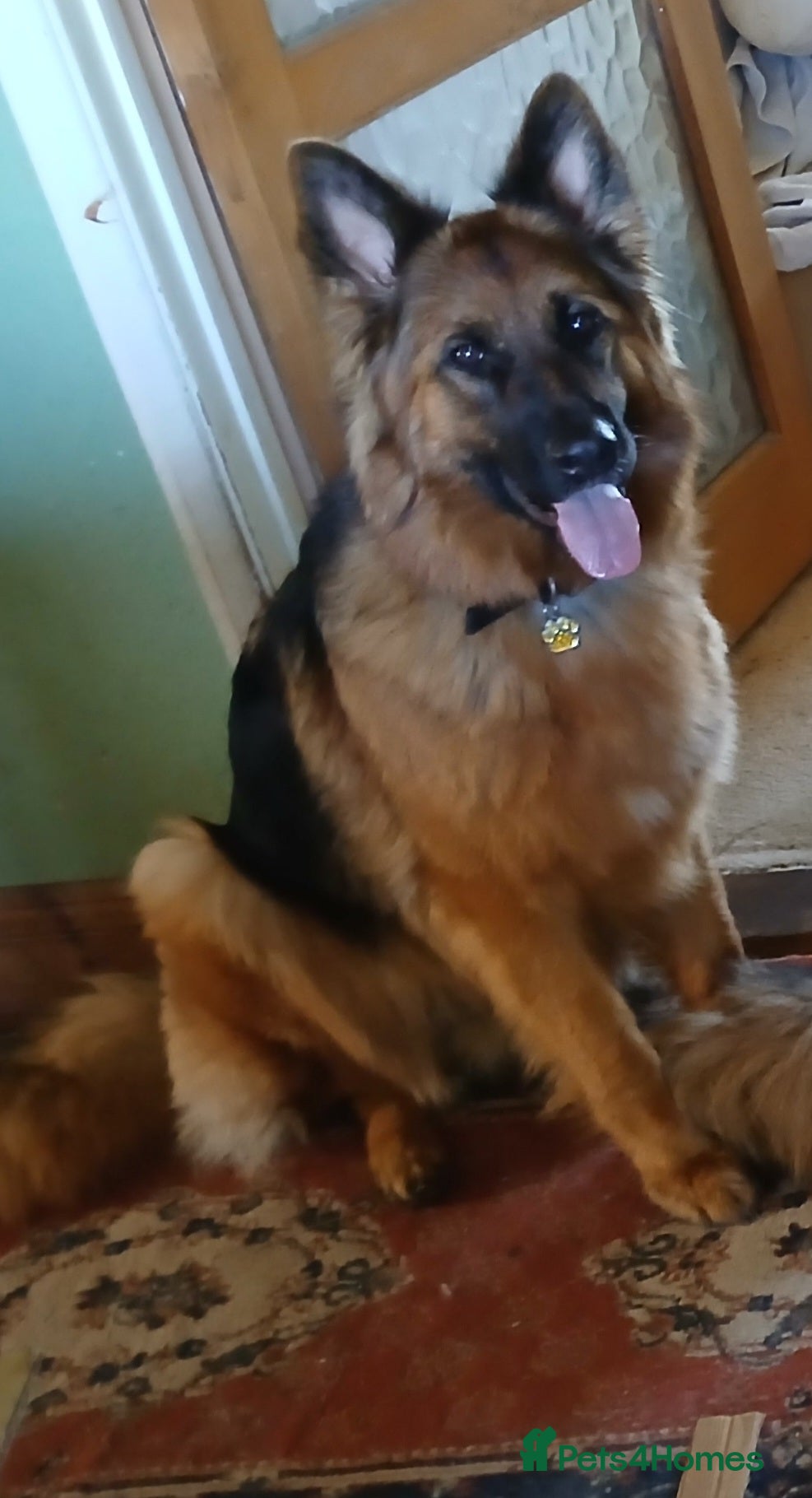 German Shepherd dogs German shepherd bitch  - Advert 5