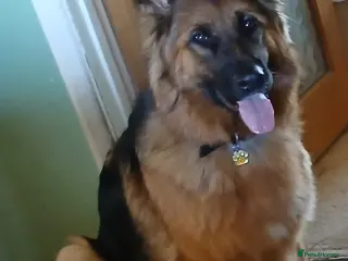 German Shepherd dogs German shepherd bitch - Advert 1