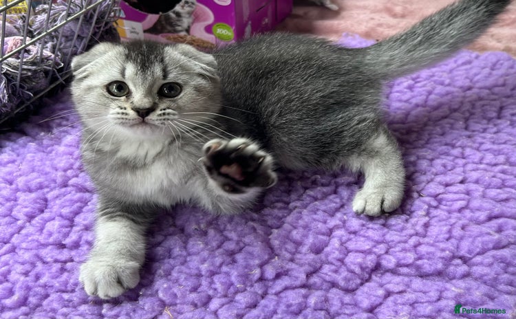 Scottish Fold cats - Advert 3