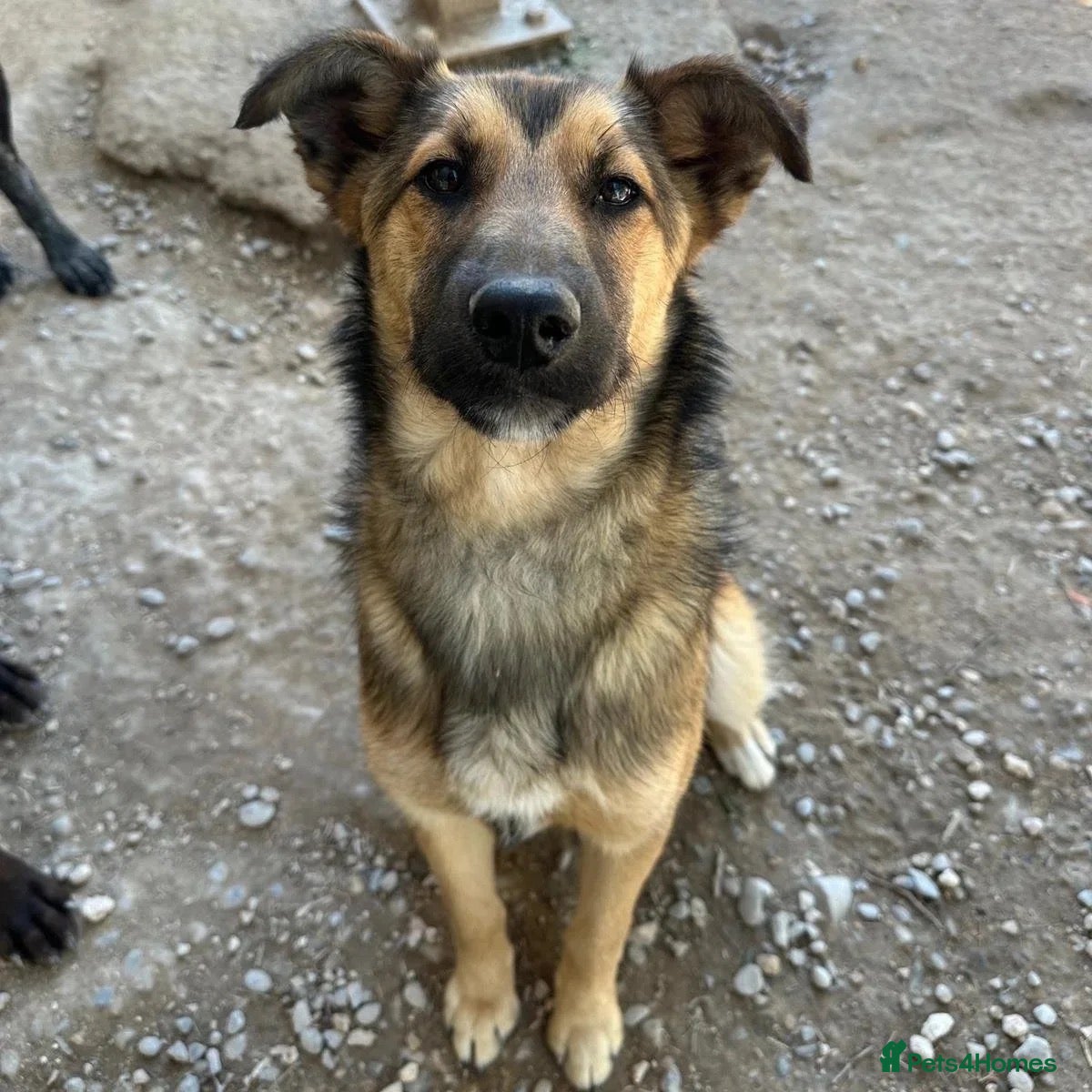 Mixed Breed dogs Ted (German Shepherd mix) - Advert 3