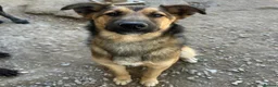 Mixed Breed dogs for adoption: Ted (German Shepherd mix) in Chesterfield - Advert 1