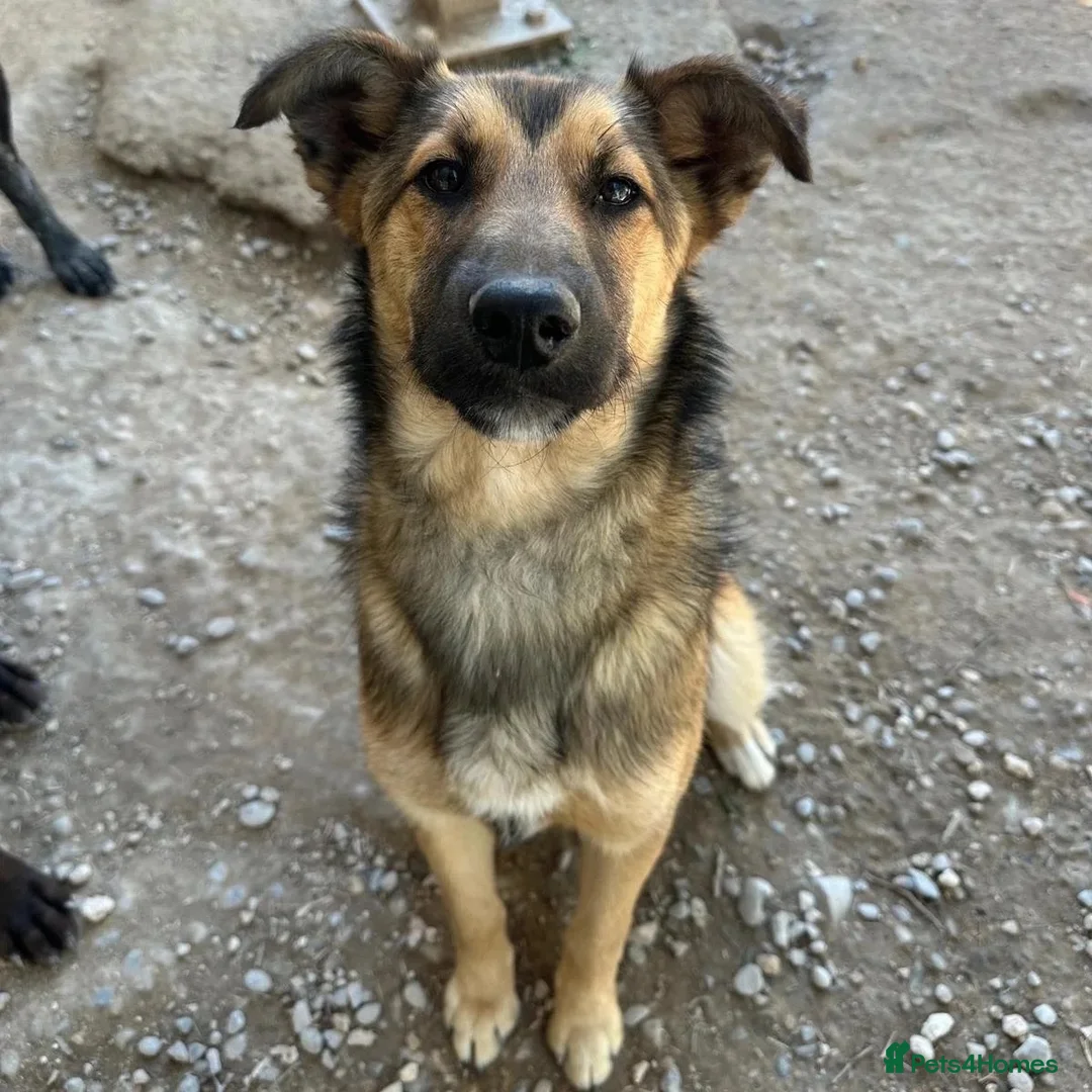 Mixed Breed dogs for adoption: Ted (German Shepherd mix) in Chesterfield - Advert 1