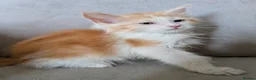 Maine Coon cats for sale: Beautiful Mainecoon X Ragdoll kittens 3 available. - Advert 2