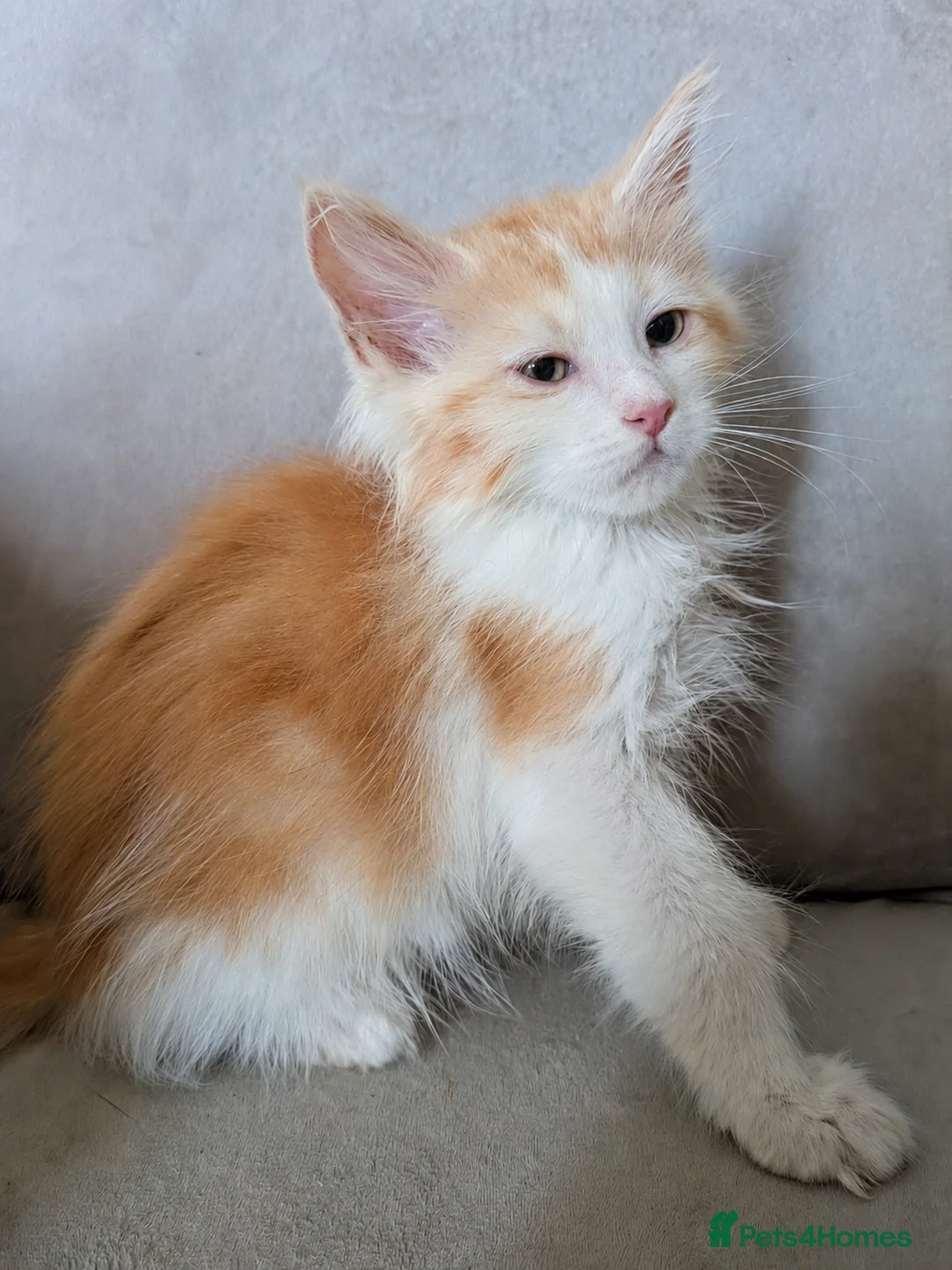 Maine Coon cats for sale: Beautiful Mainecoon X Ragdoll kittens 3 available. - Advert 2