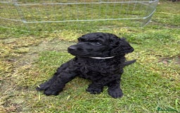 Standard Poodle dogs for sale: Standard poodle  - Image 17