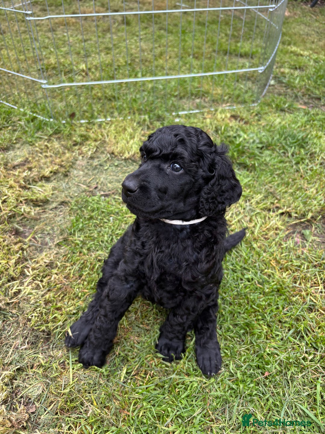 Standard Poodle dogs for sale: Standard poodle  - Image 17