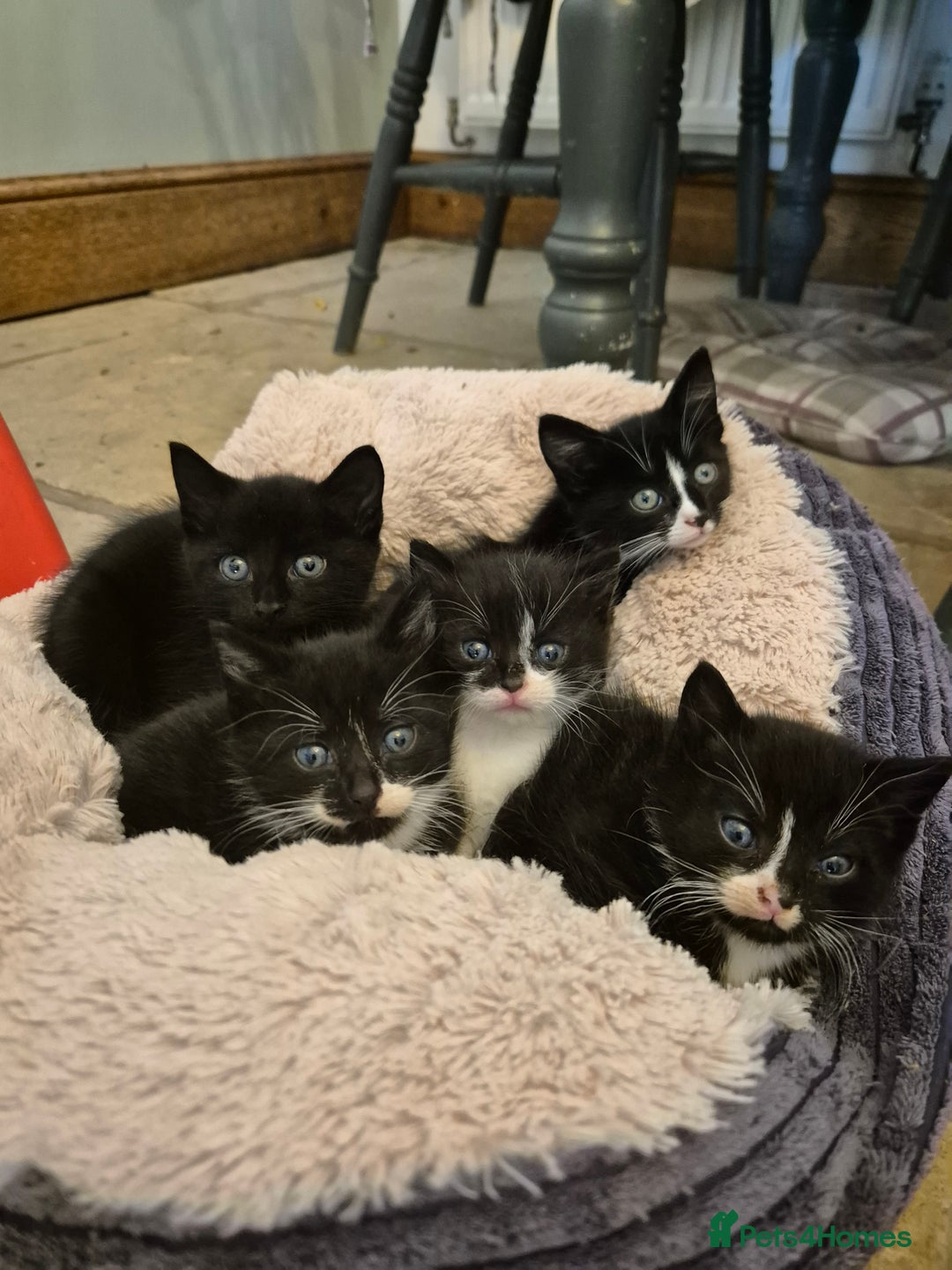 Mixed Breed cats for sale: Beautiful Kittens- Ready Now - Image 2