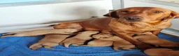 Labrador Retriever dogs for sale: Kc Reg Fox Red Labs From Health Tested Parents  - Advert 1
