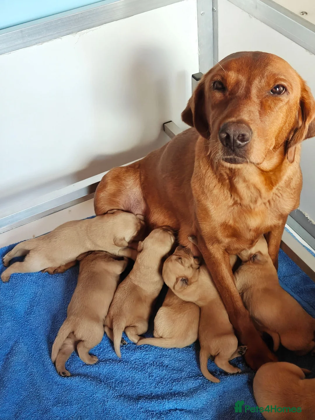 Labrador Retriever dogs for sale: Kc Reg Fox Red Labs From Health Tested Parents  - Advert 1
