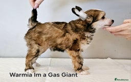 Chinese Crested dogs for sale: Last powder puff boy available  - Image 25