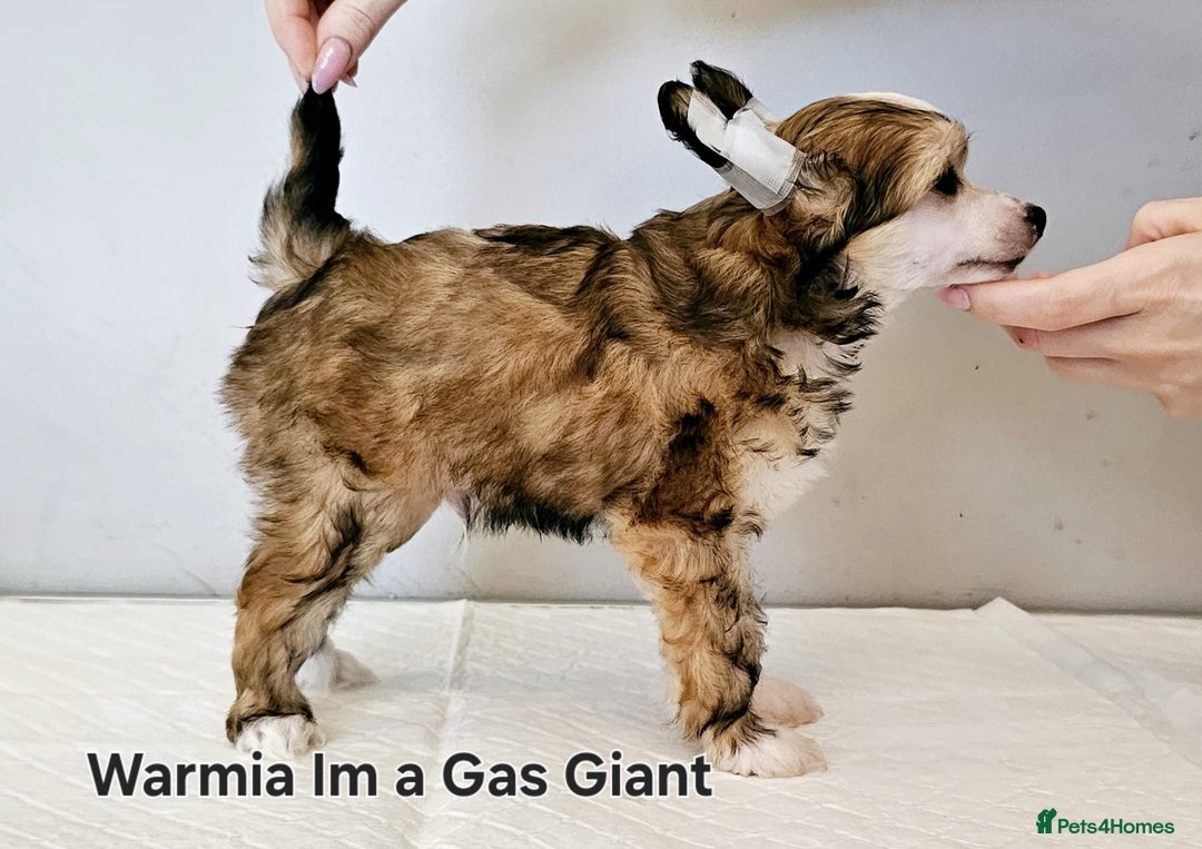 Chinese Crested dogs for sale: Last powder puff boy available  - Image 25