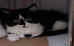 Mixed Breed cats for sale: 2 female kittens - Image 2