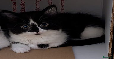 Mixed Breed cats - Advert 16