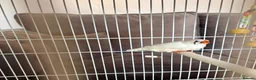 Finches birds for sale: Zebra Finches For Sale - Advert 5