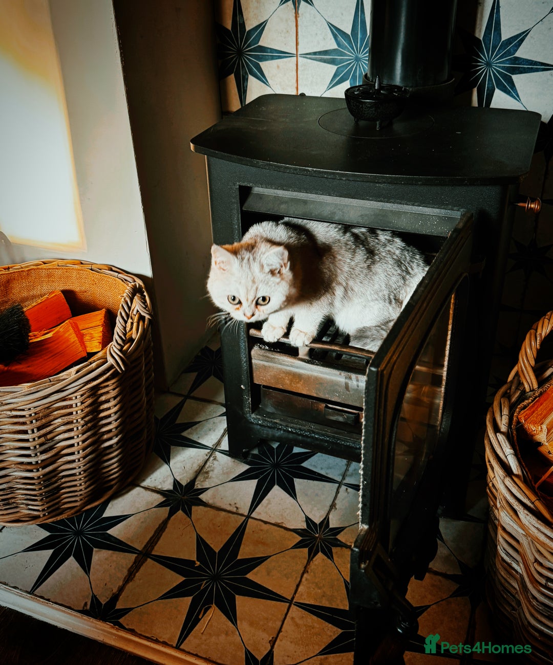 British Shorthair cats for sale: British Shorthair Girl - Advert 2