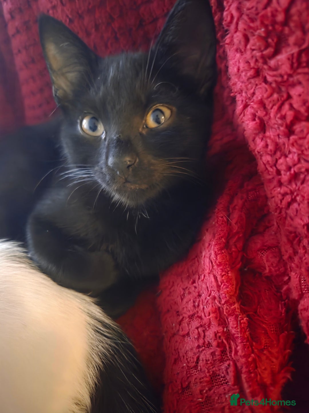 British Longhair cats for sale: 14 week old kittens  - Image 11