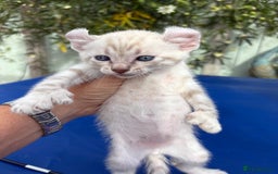 Keetso cats for sale: Gob smacking curled eared polydactyl male  - Image 18