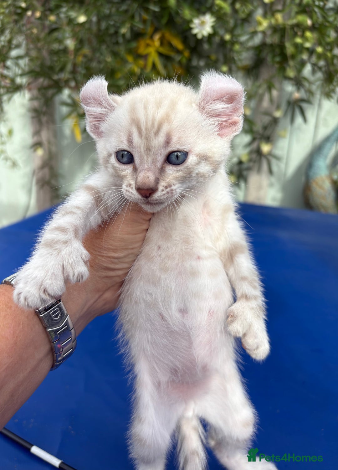 Keetso cats for sale: Gob smacking curled eared polydactyl male  - Image 18