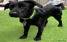Labrador Retriever dogs for adoption: BEN IS A HANDSOME 7MTH OLD LABRADOR - Image 1
