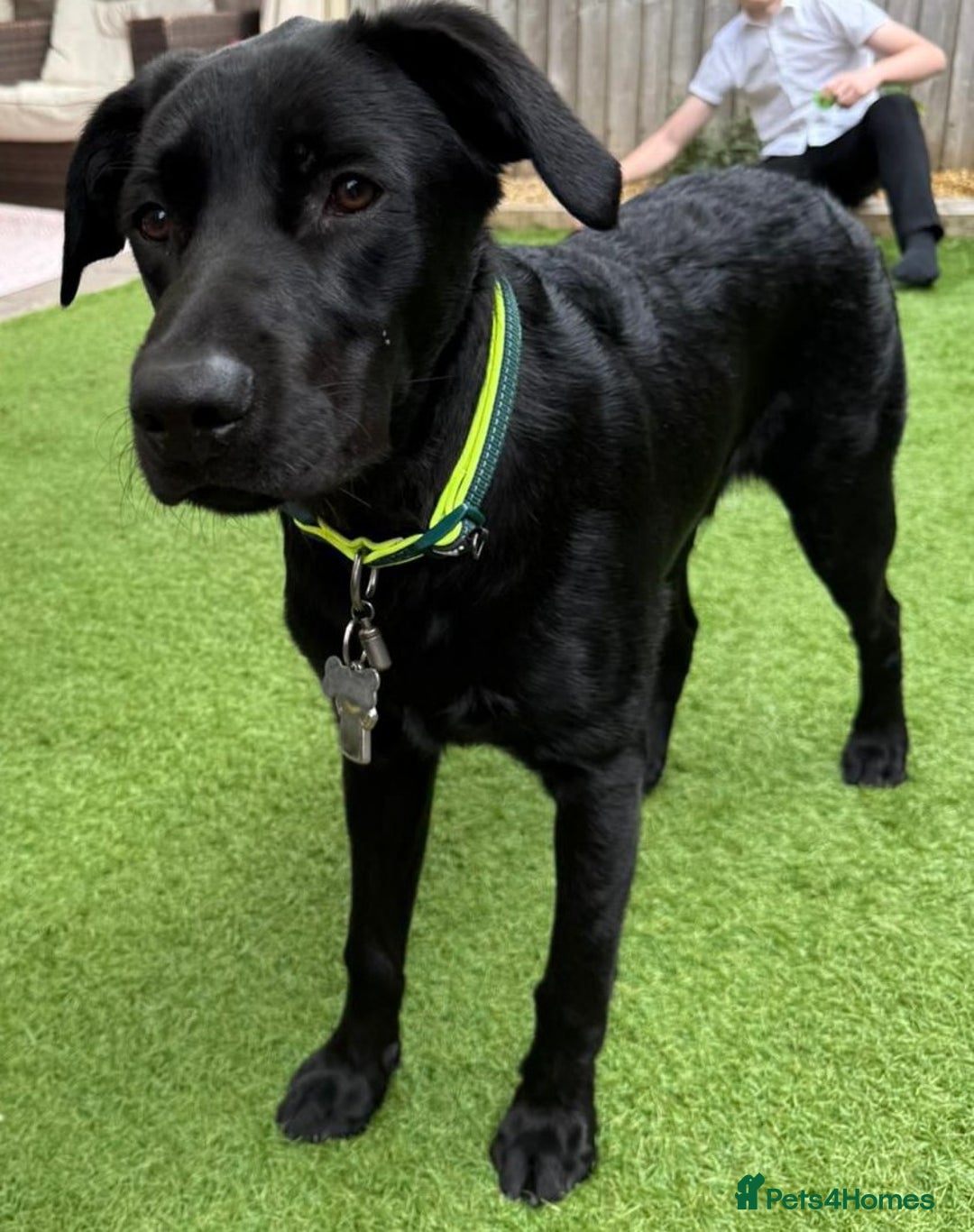 Labrador Retriever dogs for adoption: BEN IS A HANDSOME 7MTH OLD LABRADOR - Image 1