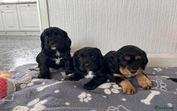 Cockalier dogs for sale: Cavalier x cocker spaniel puppies  - Image 3