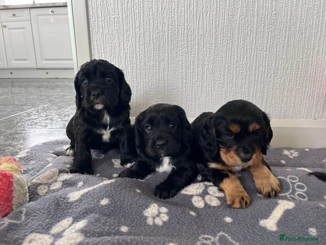 Cockalier dogs for sale: Cavalier x cocker spaniel puppies  - Image 3