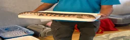 Skink reptiles for sale: Friendly Northern Blue Tongue Skink with 4ft Viv  - Advert 6
