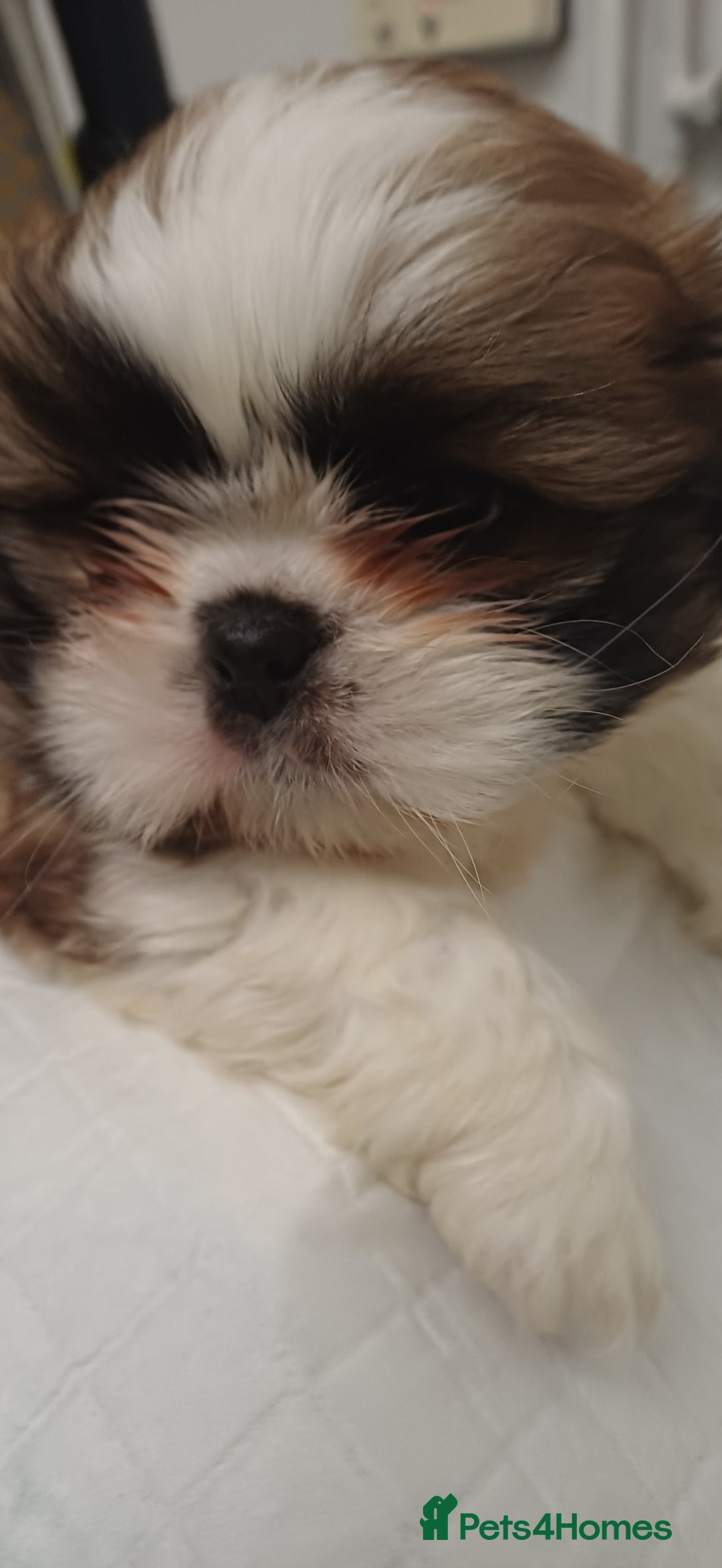 Shih Tzu dogs for sale: 3 lovely girl shih tzu puppies  - Advert 26