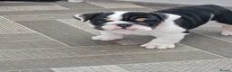 English Bulldog dogs for sale: for sale Bulldog puppy. - Advert 2