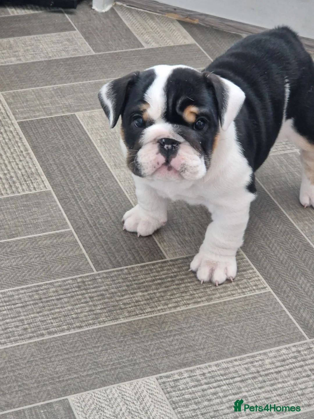 English Bulldog dogs for sale: for sale Bulldog puppy. - Advert 2