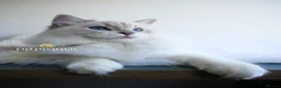 Ragdoll cats for sale: Blue Lynx Bicolor Ragdoll Male Kitten 7 Month old - Advert 8