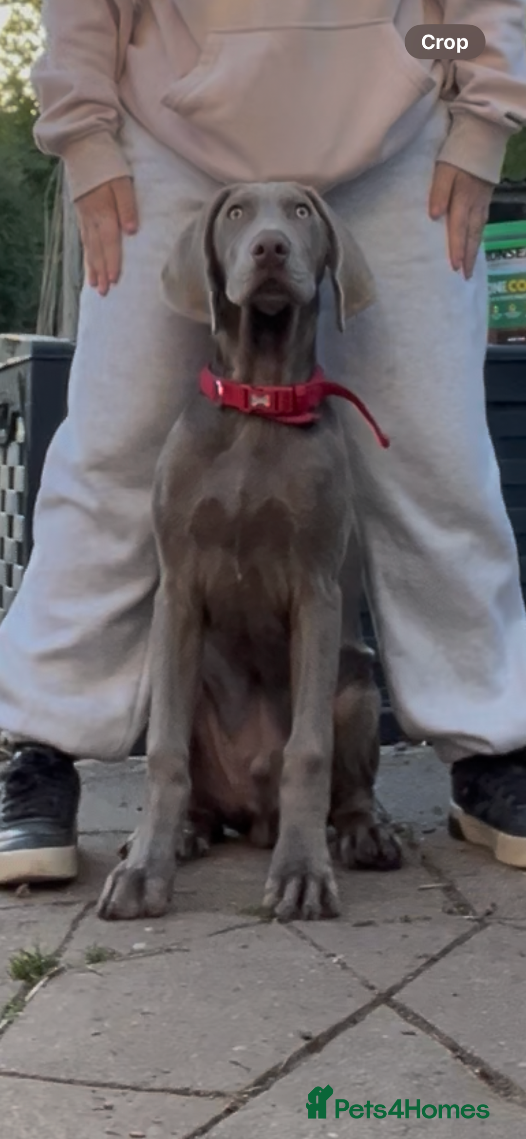 Mixed Breed dogs for sale: Ivar Weimaraner x sprocker - Image 5
