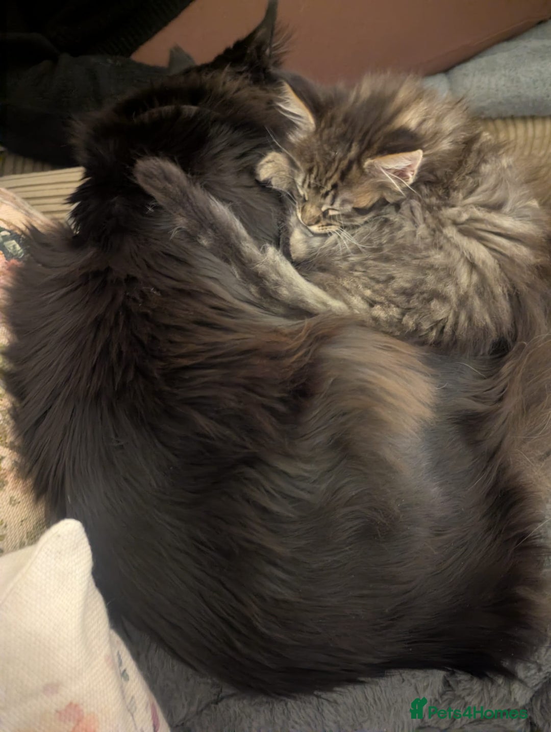 Maine Coon cats for sale: Mainecoon female 'lily' looking for family home 🏡 - Advert 3