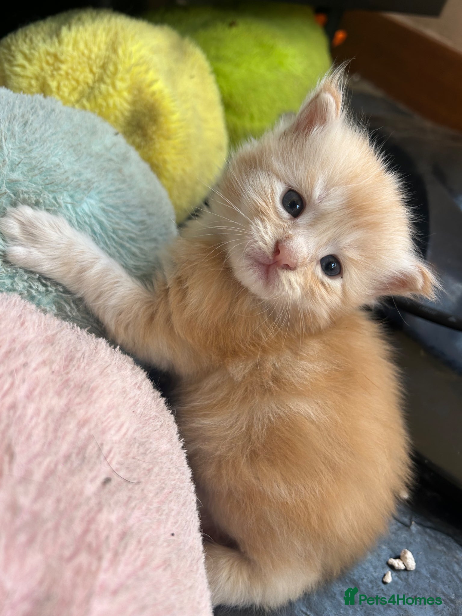 Maine Coon cats for sale: 6 Maine coon kittens for sale  in Brechin - Advert 10