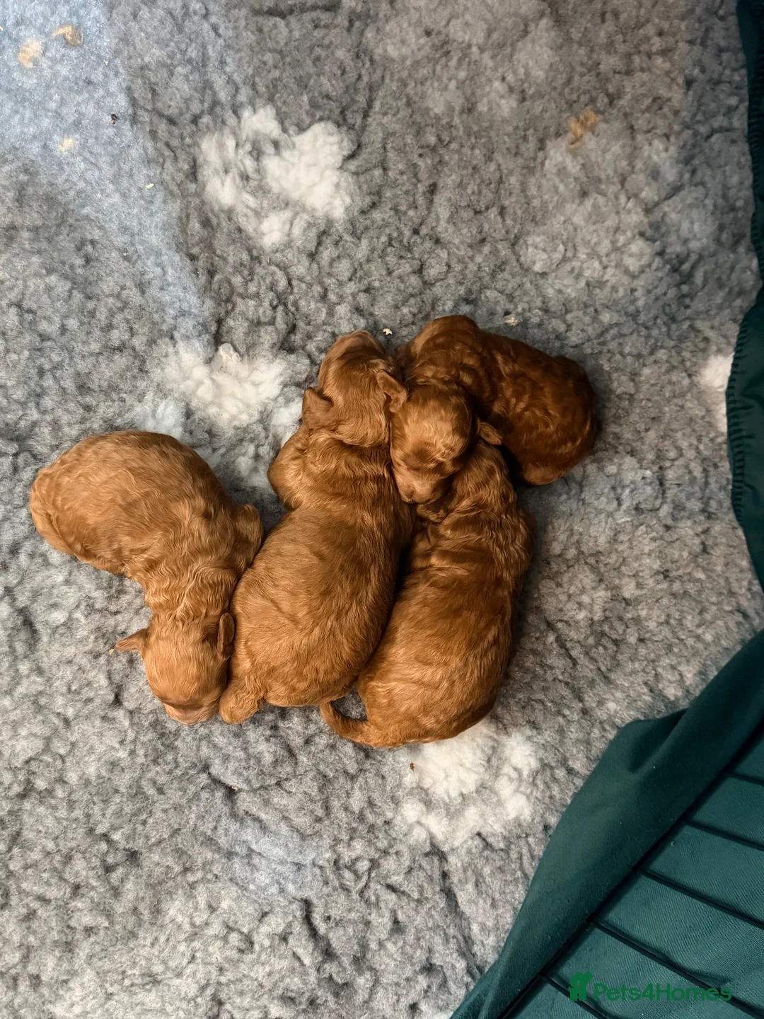 Toy Poodle dogs for sale: GORGEOUS RED TOY POODLE PUPPIES FOR SALE  - Advert 10