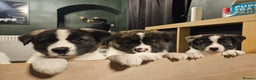 Akita dogs for sale: Beautiful Akita puppies - Advert 2