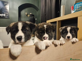 Akita dogs Beautiful Akita puppies - Advert 4