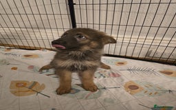 German Shepherd dogs for sale: READY NOW long hair straight back German shepherd - Image 21