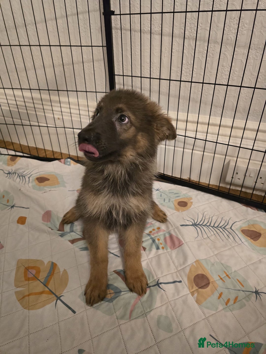German Shepherd dogs for sale: READY NOW long hair straight back German shepherd - Image 21