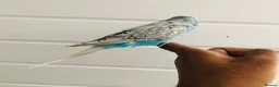 Budgerigars birds for sale: Beautiful semi hand tame exhibition budgies. - Advert 12