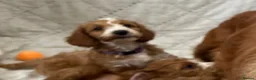 Cockapoo dogs for sale: AMAZING HEALTH CLEAR F1 COCKAPOO  - Advert 9