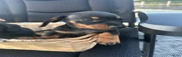 Dachshund dogs for sale: Dachshund  - Advert 6