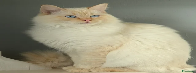 Tofu