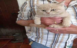 British Shorthair cats for sale: Cream Friendly kitten - Image 3